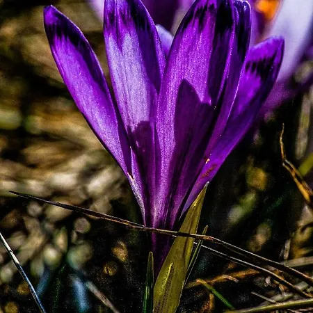 Homestay szállás Zbikowka *